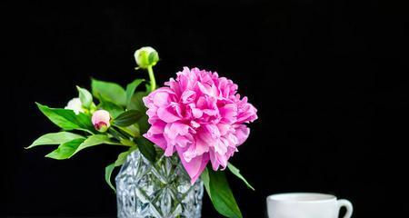 花瓶里插枝牡丹寓意是什么？如何正确摆放以表达吉祥含义？
