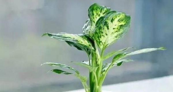 花叶万年青开花寓意是什么？常见问题有哪些？