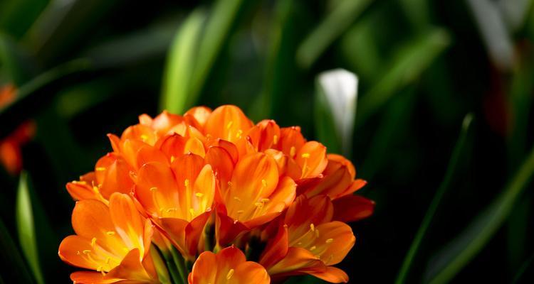 花语大花君子兰的寓意是什么？如何养护才能花开不断？