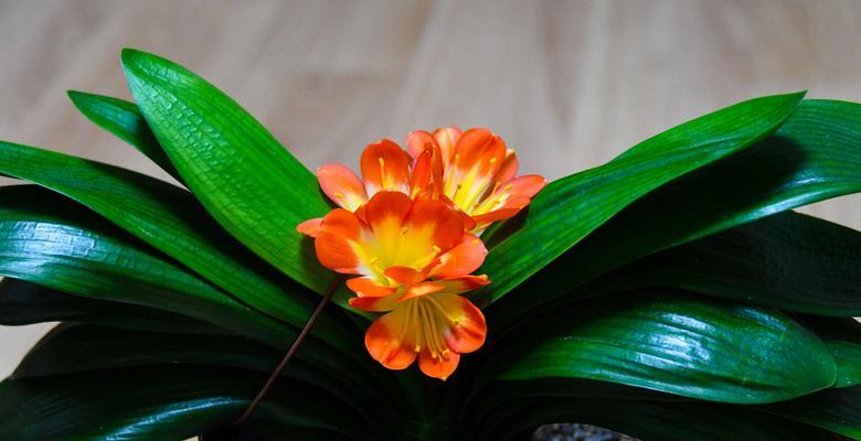 花语大花君子兰的寓意是什么？如何养护才能花开不断？