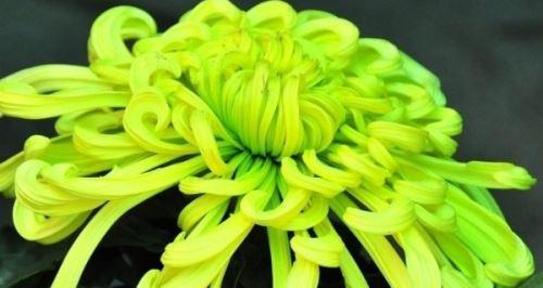 各色菊花的花语是什么？如何根据颜色选择菊花？