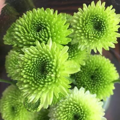 各色菊花的花语是什么？如何根据颜色选择菊花？