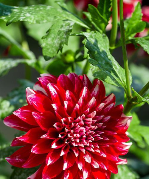 各色菊花的花语是什么？如何根据颜色选择菊花？