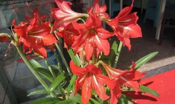孤挺花一年能开几次花？如何确保其多次开花？