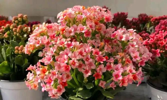 黄色长寿花花语有哪些含义？