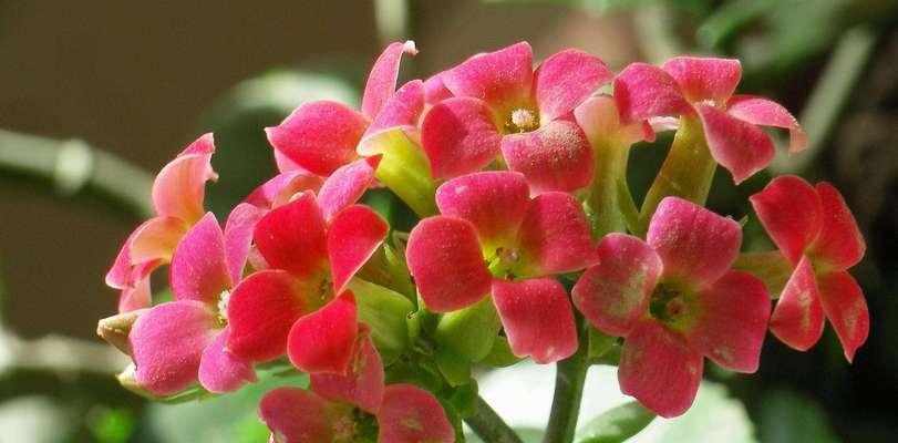 黄色长寿花花语有哪些含义？