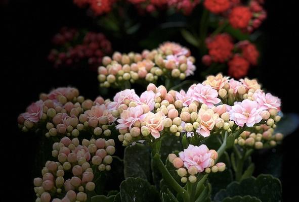 黄色长寿花花语有哪些含义？