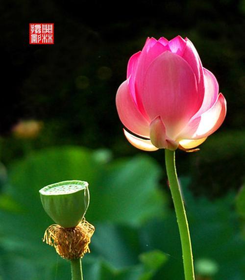 黄色荷花代表什么花语？如何正确解读黄色荷花的含义？