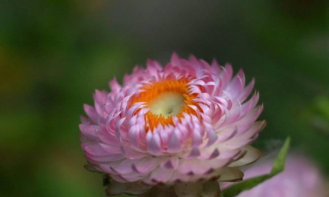 黄色蜡菊花语有哪些含义？