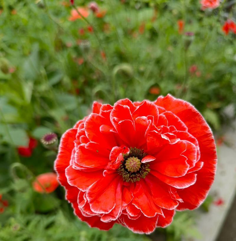 黄色虞美人代表什么？花语含义有哪些？
