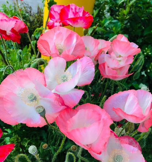 黄色虞美人代表什么？花语含义有哪些？