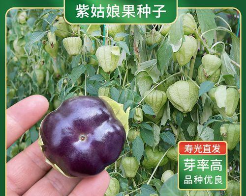 姑娘果通常生长在哪些地区？如何识别姑娘果的生长环境？