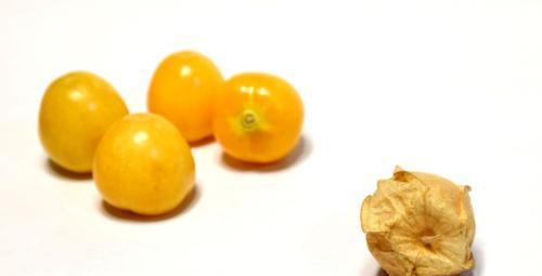 姑娘果的性质是什么？热性还是凉性？
