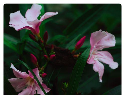夹竹桃花语传说是什么？夹竹桃的花语有哪些含义？