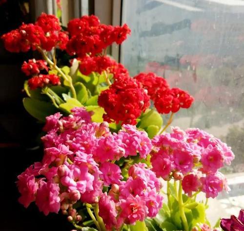 石竹花在家中种植风水寓意如何？养石竹花有哪些风水讲究？