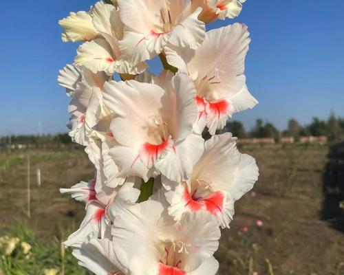 剑兰荷花的寓意是什么？如何正确理解剑兰荷花的象征意义？