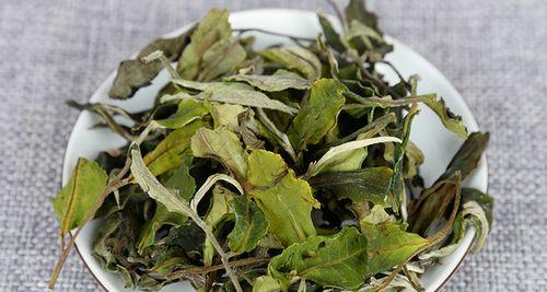 古树白茶与福鼎白茶有何不同？各自的独特特点是什么？