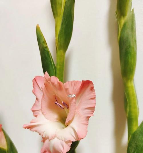 剑兰花的花语有哪些含义？