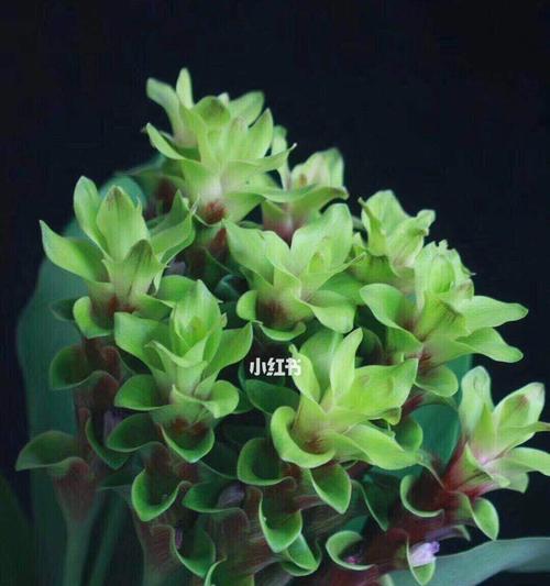 姜荷花的花语是什么？如何正确解读姜荷花的寓意？