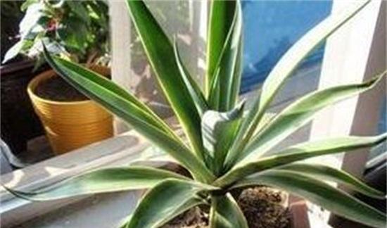 金边龙蛇兰花语是什么？如何养护这种珍稀植物？