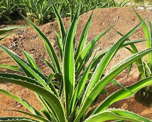金边龙蛇兰花语是什么？如何养护这种珍稀植物？