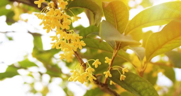 金桂花树花语是什么？如何养护金桂花树？