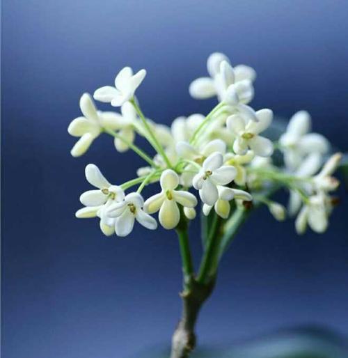 金桂花树花语是什么？如何养护金桂花树？