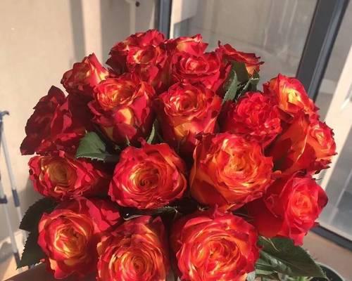 金香玉玫瑰代表什么意思？花语有哪些含义？