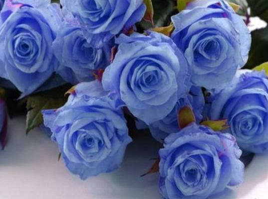 金香玉玫瑰代表什么意思？花语有哪些含义？