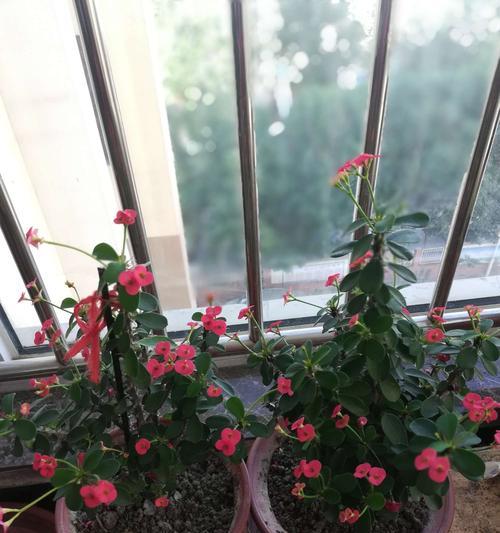 骨刺花浇水方法是什么？多久浇一次水合适？