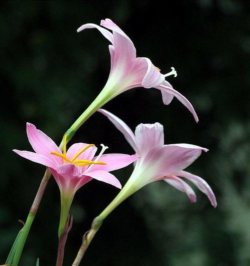 韭兰花语是什么意思？韭兰花的含义有哪些常见问题？