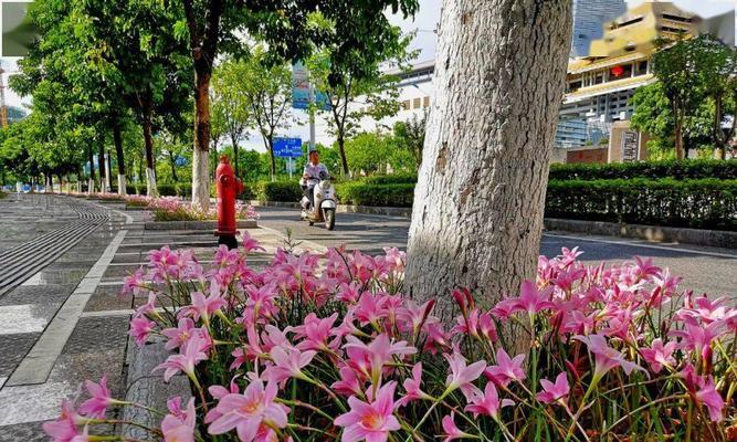 韭兰花语喻人生是什么？如何解读韭兰花的深层含义？