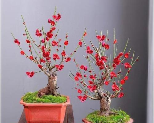骨里红梅花盆景修剪技巧是什么？如何正确剪枝？