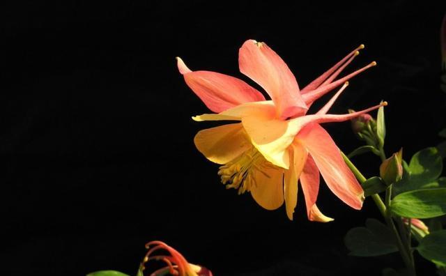 九月桃花刀是什么意思？如何理解这一网络流行语？