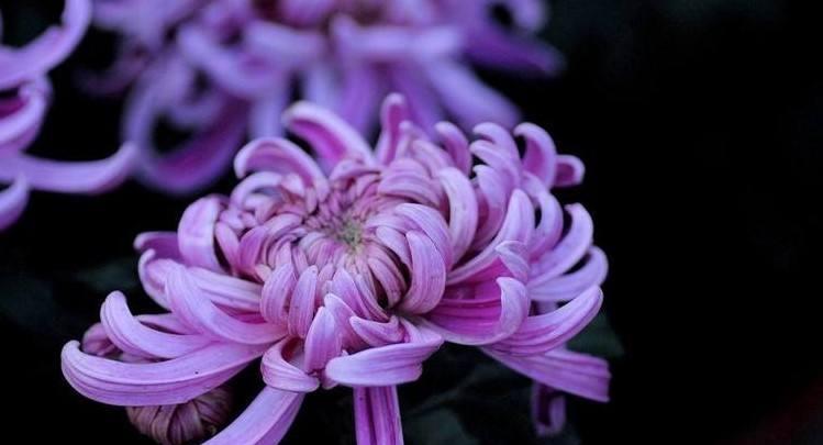 菊花的花语是什么？菊花背后有哪些美丽的故事？