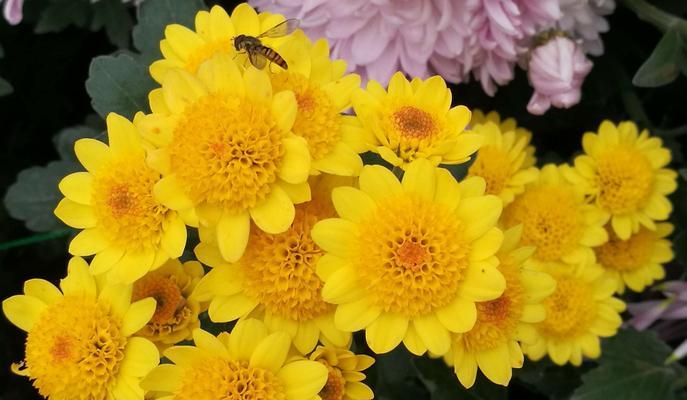 菊花的花语是什么？菊花背后有哪些美丽的故事？