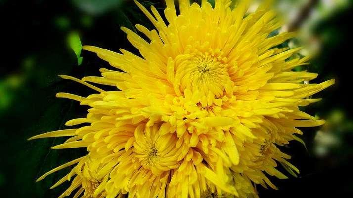 菊花代表什么？菊花的花语和象征意义有哪些？