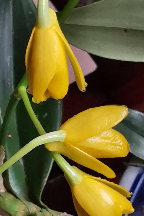 鼓槌石斛开花时间是什么时候？几月份开花？