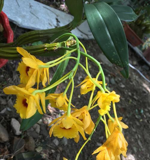 鼓槌石斛开花时间是什么时候？几月份开花？