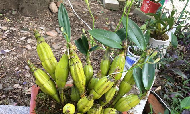 鼓槌石斛开花时间是什么时候？几月份开花？