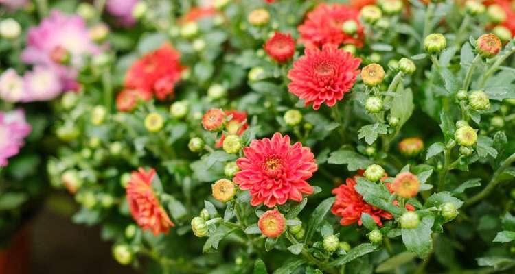 菊花的颜色和花语是什么？不同颜色的菊花代表什么意义？