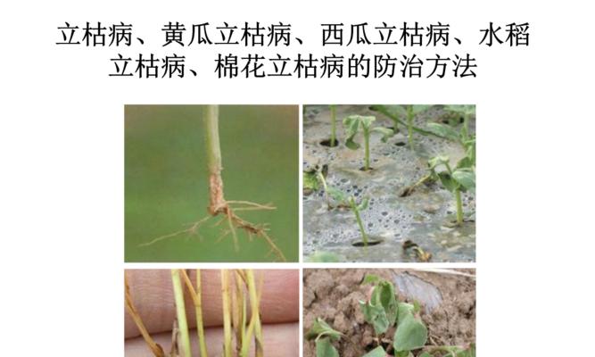 瓜蒌炭疽病是怎么引起的？有效治疗方法有哪些？