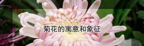 菊花有哪些特性？花语代表什么含义？
