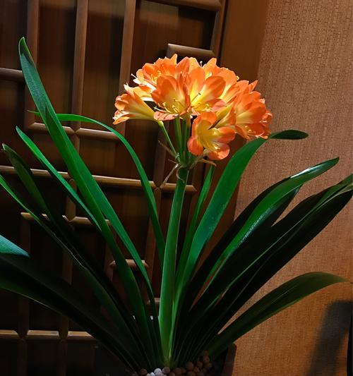 君子兰别名有哪些含义？为什么被称为君子兰？