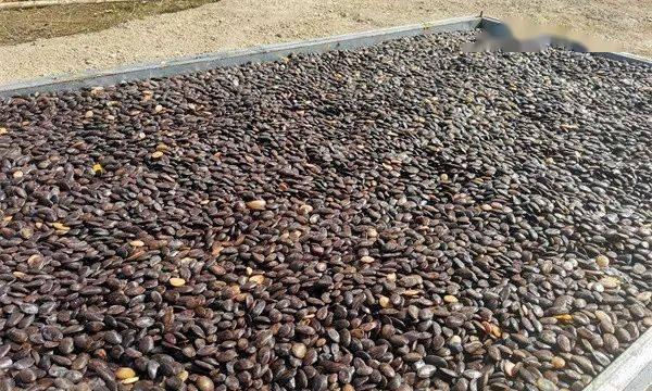 瓜蒌留种方法是什么？种子可以直接种植吗？