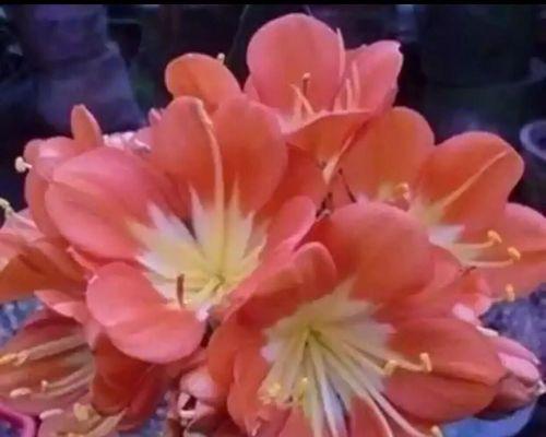 君子兰的花名代表什么含义？花语背后的故事是什么？
