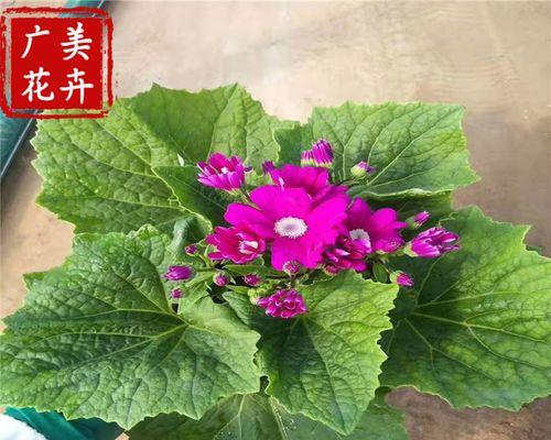 瓜叶菊的生长环境是什么？如何选择合适的生长地方条件？