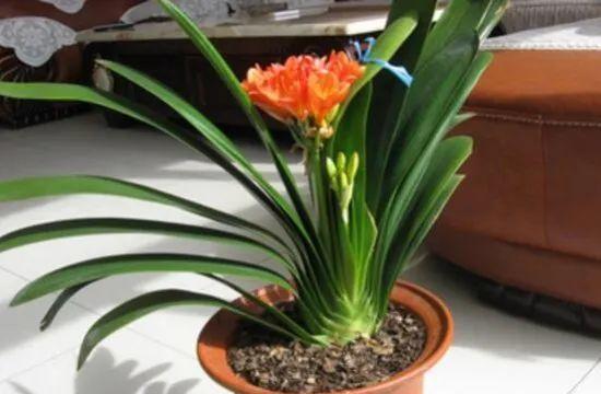 君子兰花的花语有哪些含义？