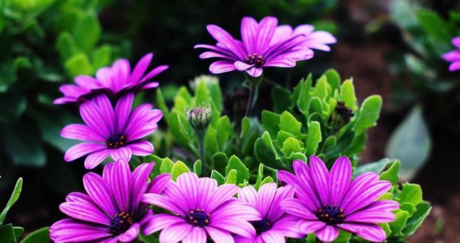 瓜叶菊花期是什么时候？如何正确判断和养护？