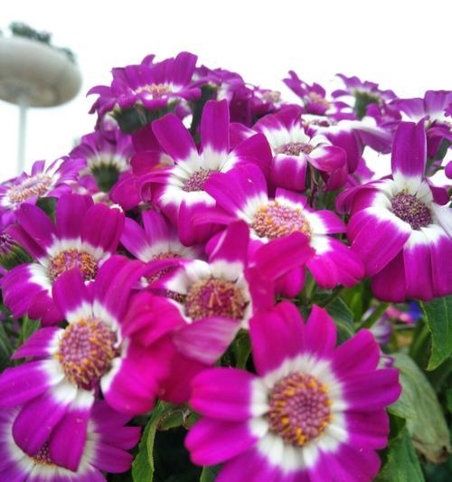 瓜叶菊花期是什么时候？如何正确判断和养护？